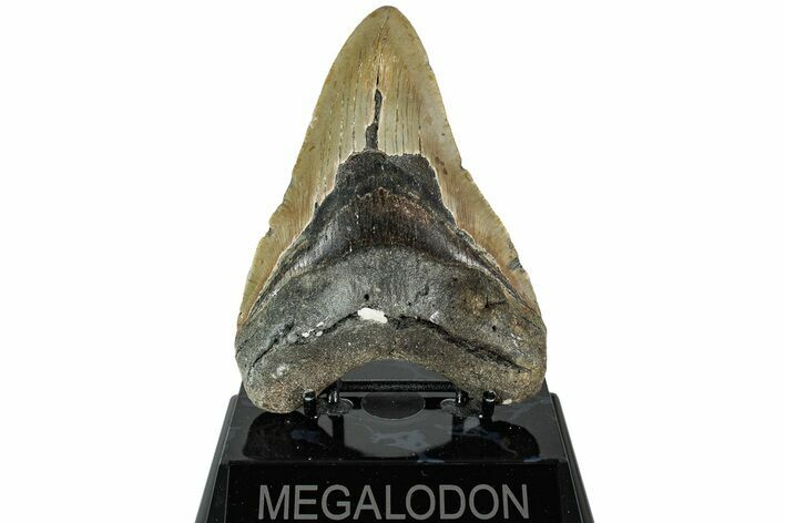 Fossil Megalodon Tooth - North Carolina #226507